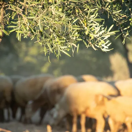 Hébergement de vacances Dos Cedros
