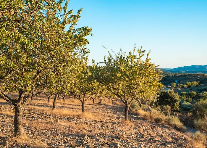 Dos Cedros Pereira (Braganca)